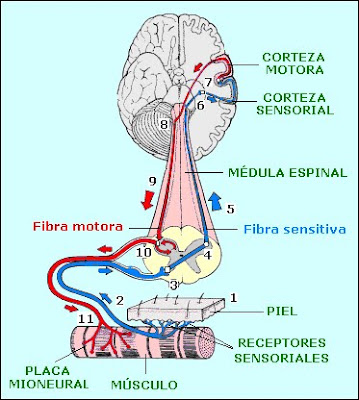 Circuito cerebromuscular