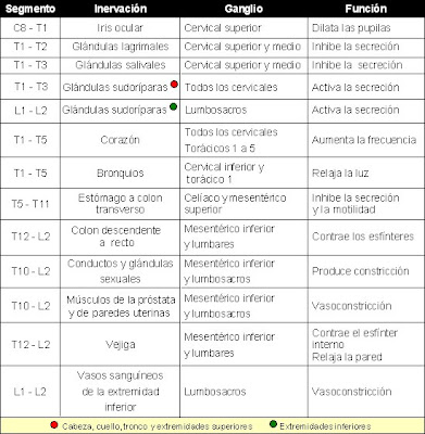 inervación y funciones de los segmentos torácidos y lumbares