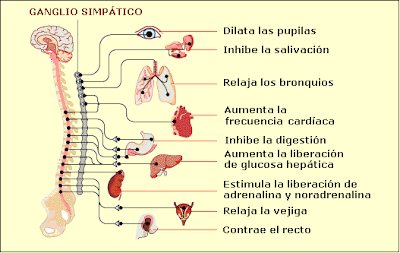 Algunos efectos del Sistema Simpático