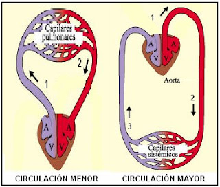 circulación mayor y menor de la sangre