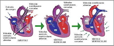 sístole y diástole