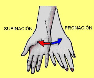 movimientos de supinación y pronación