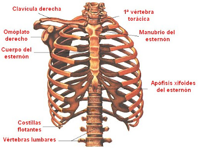 huesos de la cavidad torácica