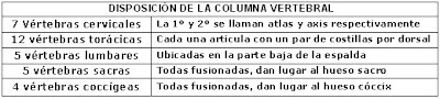 disposición de la columna vertebral