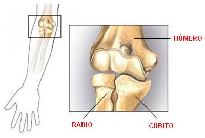 huesos que conforman la articulación del codo