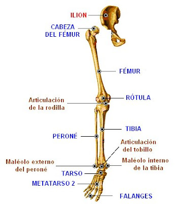 Extremidad inferior derecha y cintura pelviana