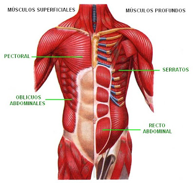 músculos superficiales y profundos