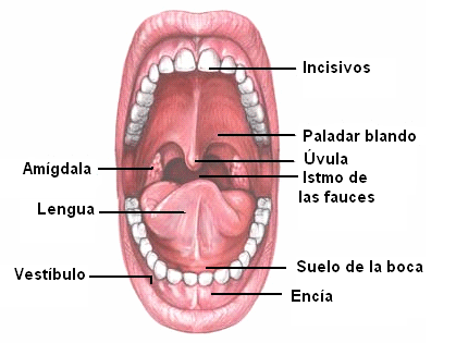 LENGUA APARATO DIGESTIVO lengua aparato digestivo: