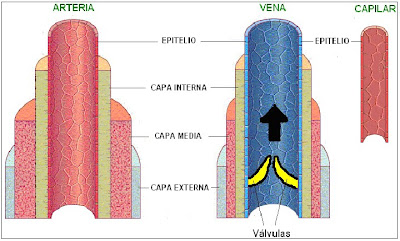 capas de los vasos sanguíneos