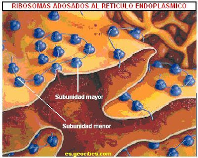 Sintesis de esteroides en el ovario