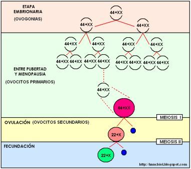 Etapas Del Desarrollo Prenatal PDF - esscribdcom