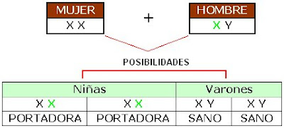 Cuando el padre es hemofílico y la madre sana, todas las niñas nacerán portadoras de la enfermedad y todos los varones sanos.