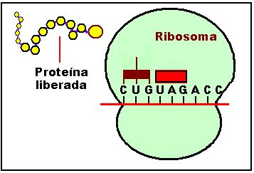 La proteína formada se desprende del ribosoma y queda libre en el citoplasma, lista para ser utilizada por la célula para cumplir una determinada función.