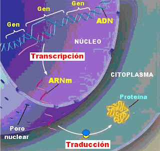 síntesis de ARN, transcripción y traducción