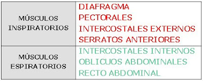 Músculos respiratorios