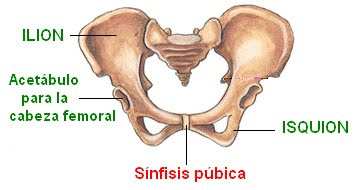 sínfisis