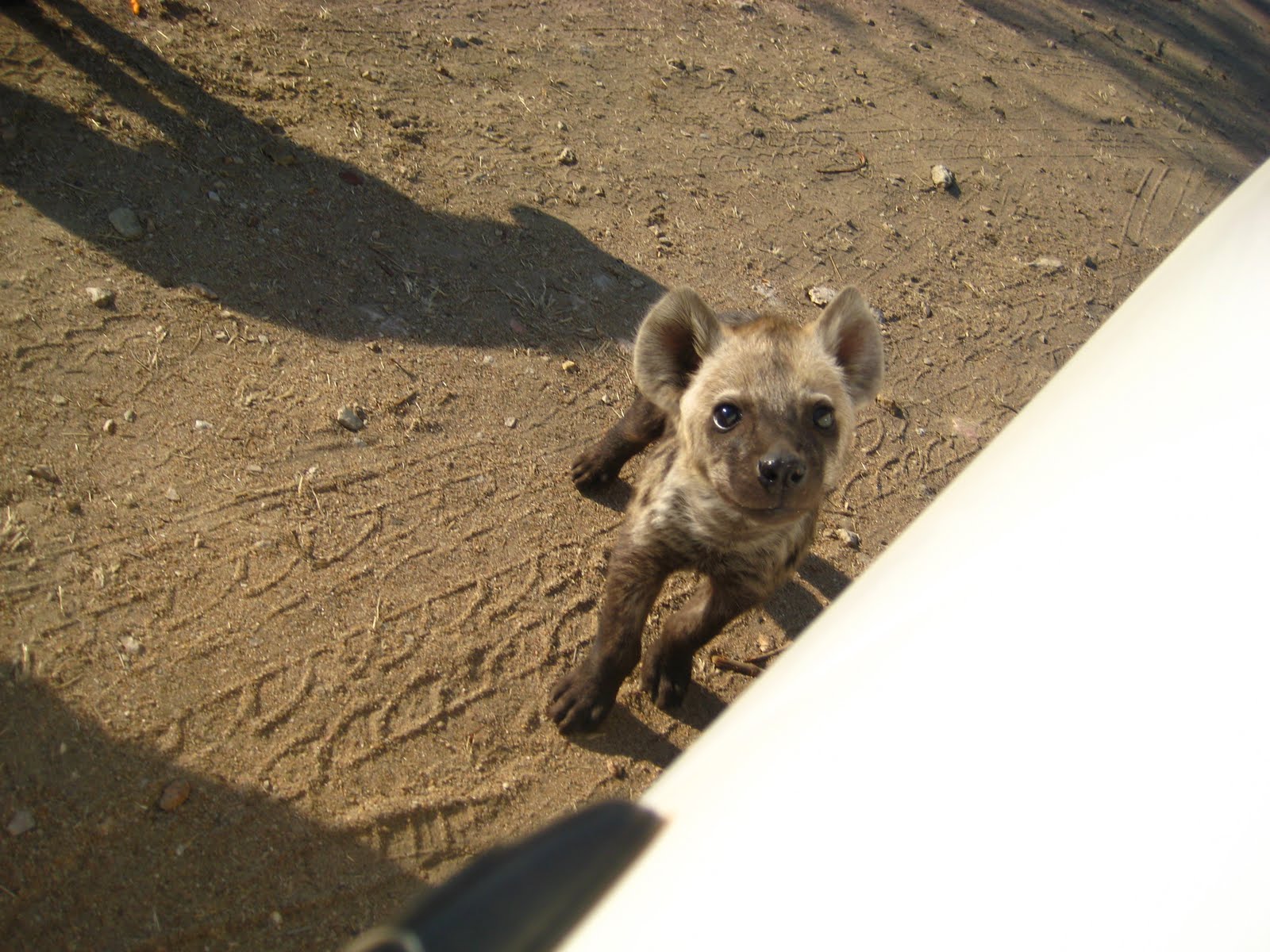 BushVet: Family Hyena