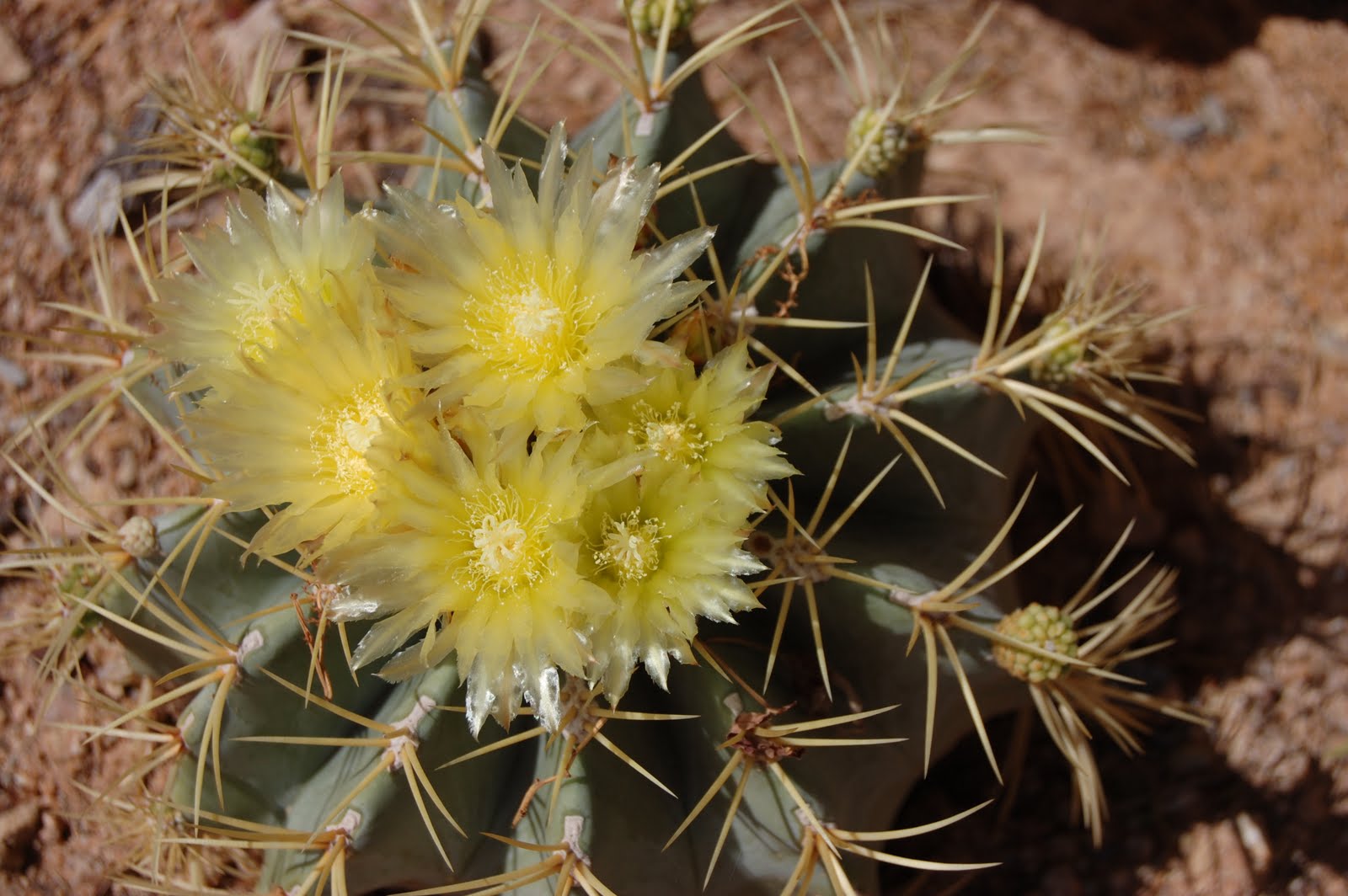 Loose Ends Knitted Ancestors Arizona Cacti Flowers