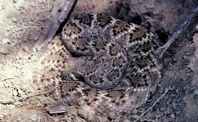 Diamondback Clip Art