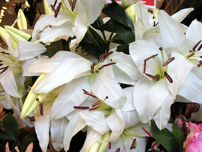 Easter Lily (Lilium longiflorum)