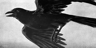 The American Crow (Corvus brachyrhynchos)