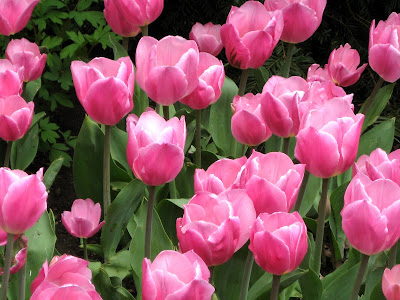 spring flower clip art images. Pink Tulips Spring Flowers