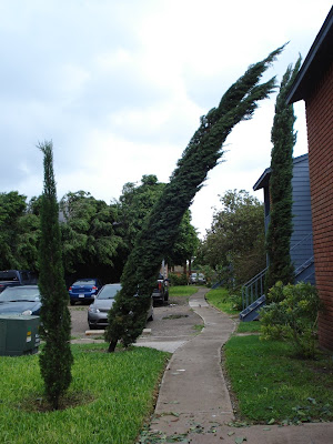 Dolly aftermath 2: leaning tree