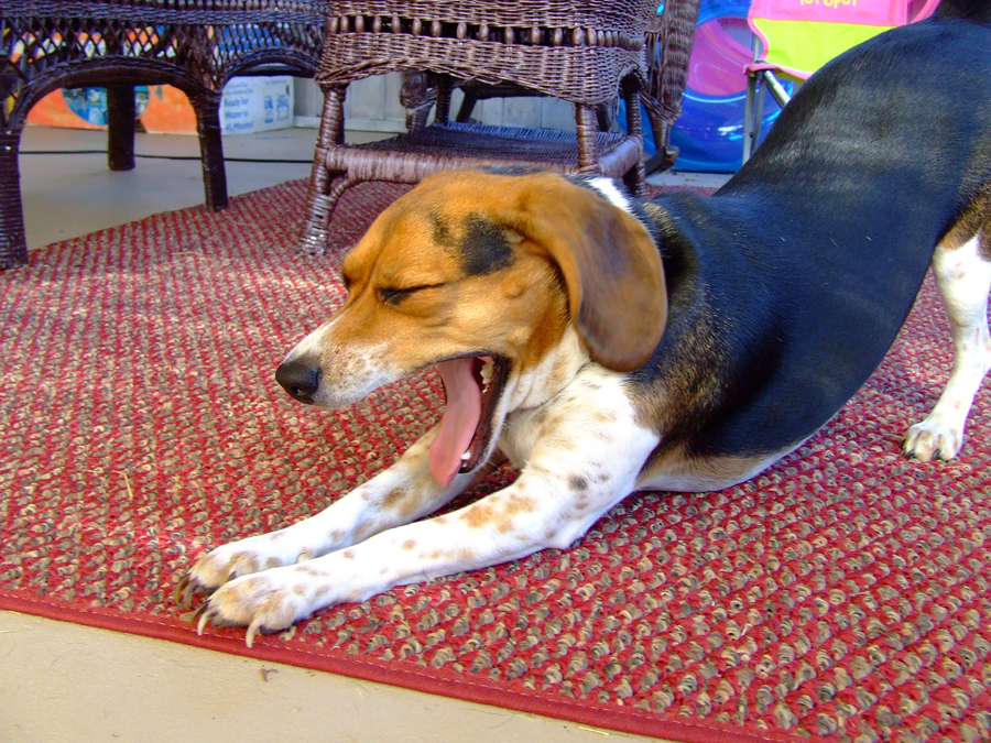 [Image: dog_yawning.jpg]