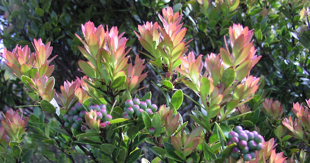 Expeditions Ericaceae