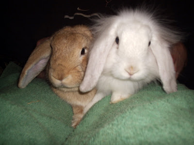 2rabbits.jpg