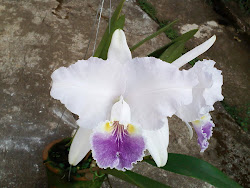 WVS ORQUIDEAS