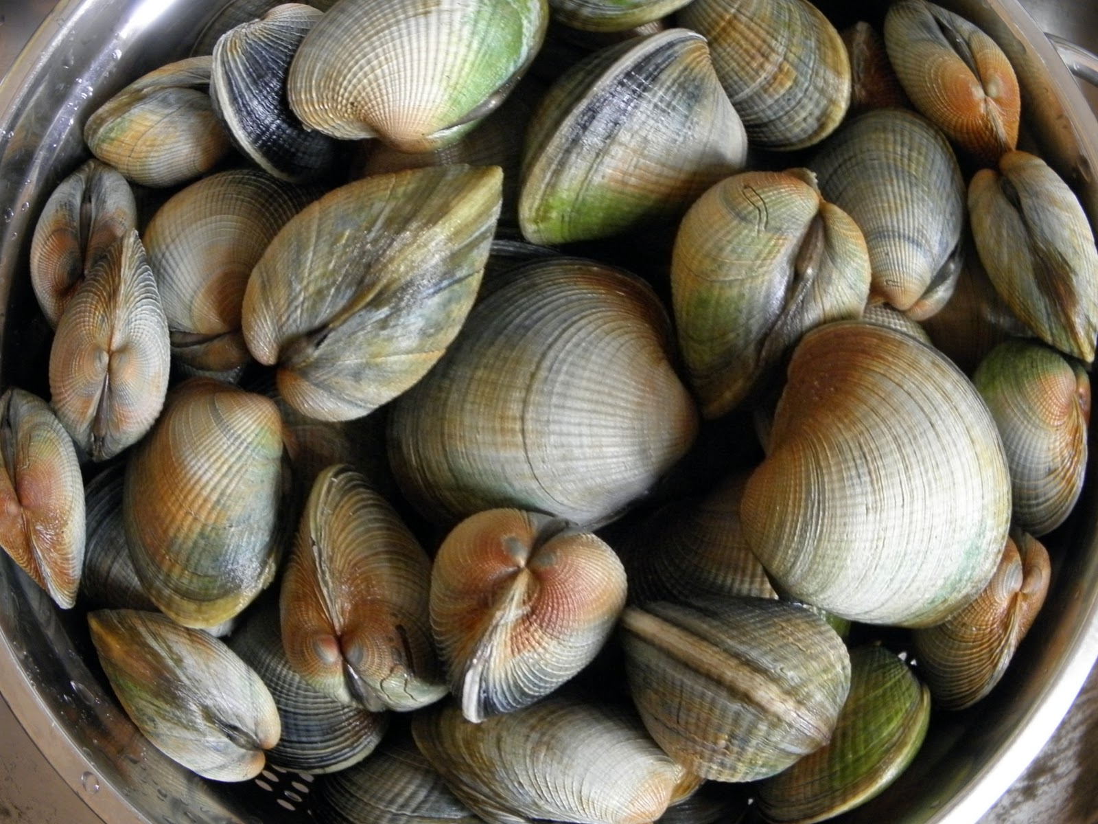 welsh cockles