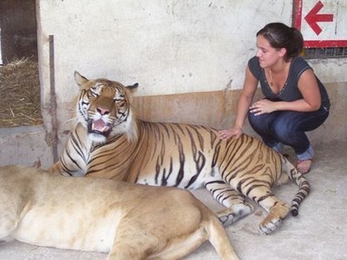 most difficult subjects in college craigslist free animals most difficult subjects in college craigslist free animals