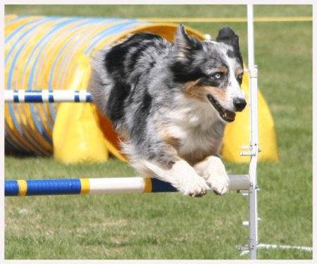 [Dogs+Athletics+01.jpg]