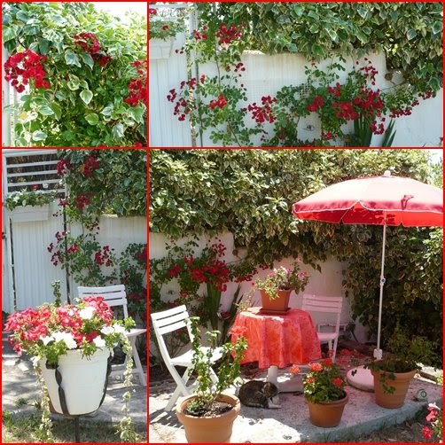 Gartenblog Geniesser Garten Sichtschutz