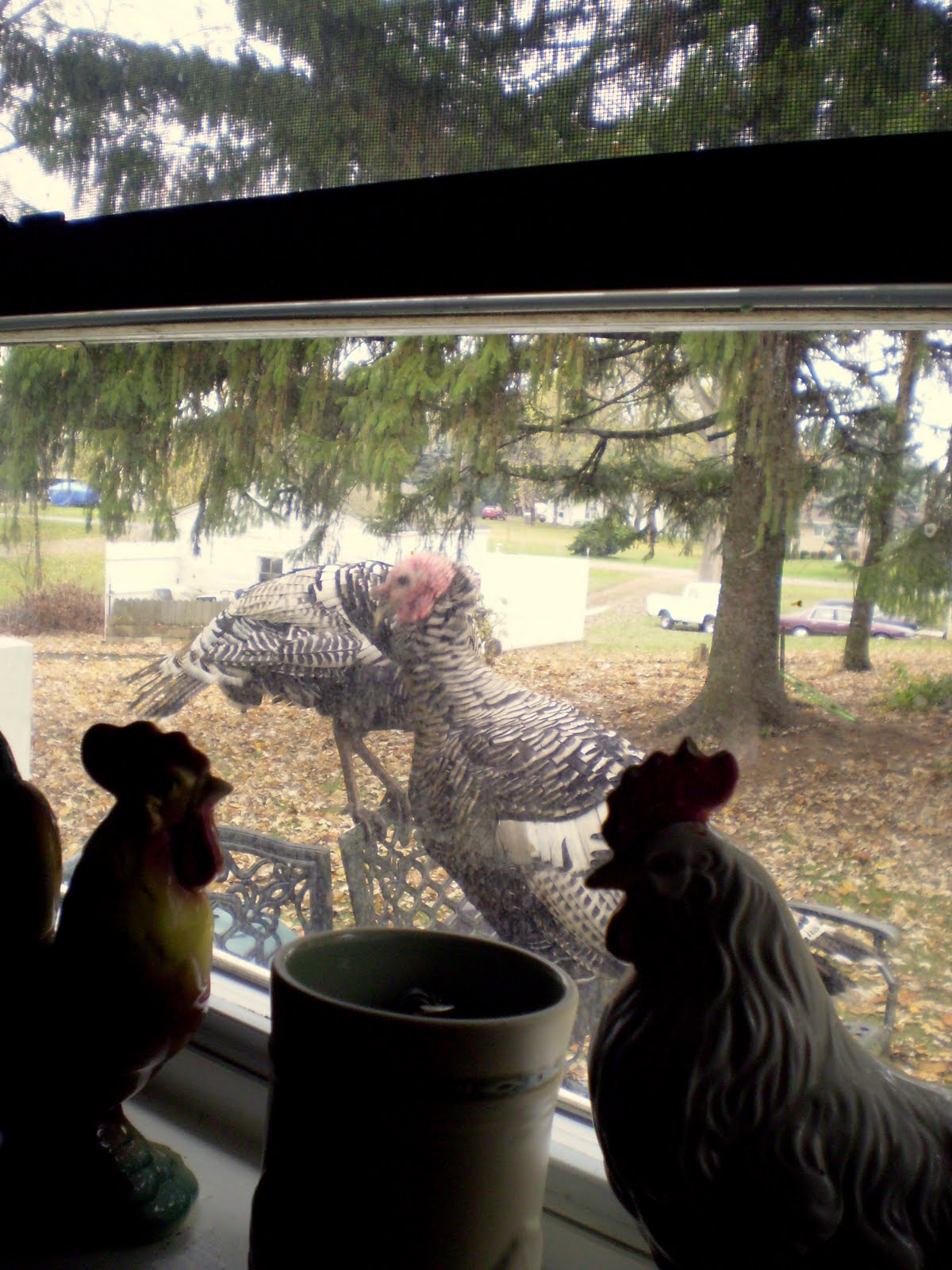 [turkeys+in+the+window.jpg]