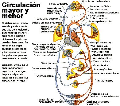 Flebolog voronezh el doctor de h