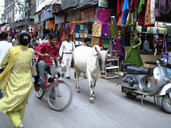 [444125-Main-Bazar-in-Paharganj--Delhi-0.jpg]