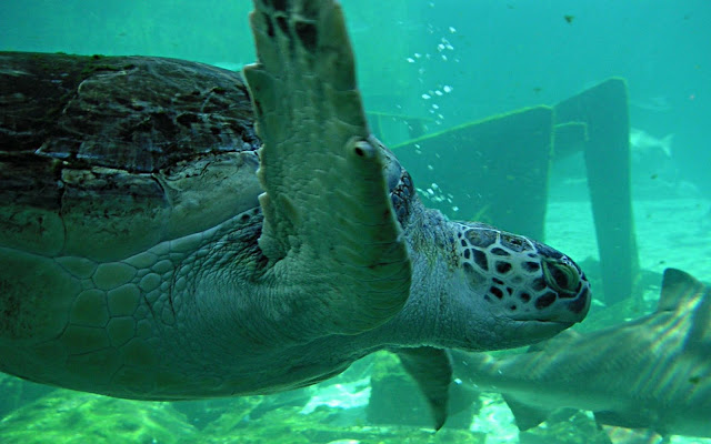 Swimming Turtle Wallpaper
