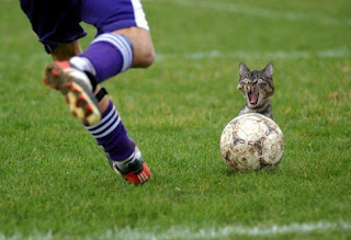 Funny Cat Wallpaper Playing Football
