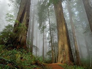 Cool Fog Forest Desktop Wallpaper