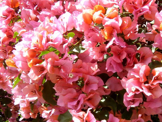 Bougainvillee Gros plan de la fleur