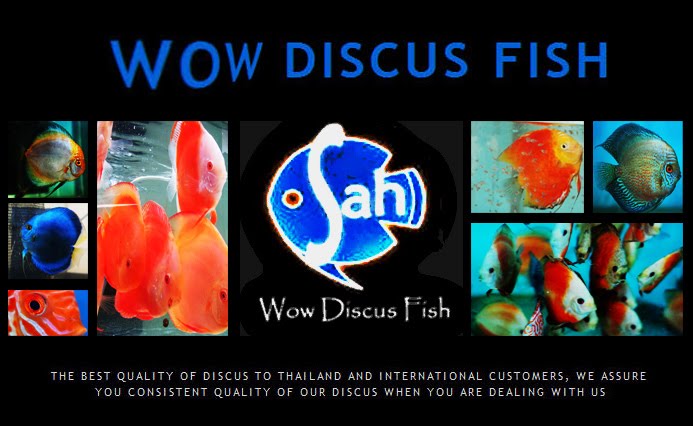 Wow Discus Fish Gallery