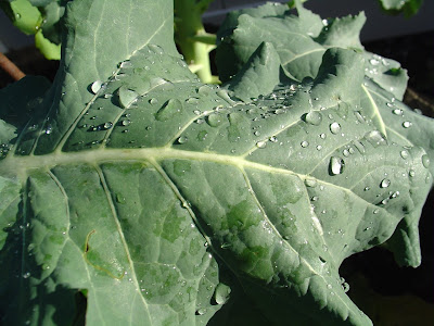 Broccoli+nutrition