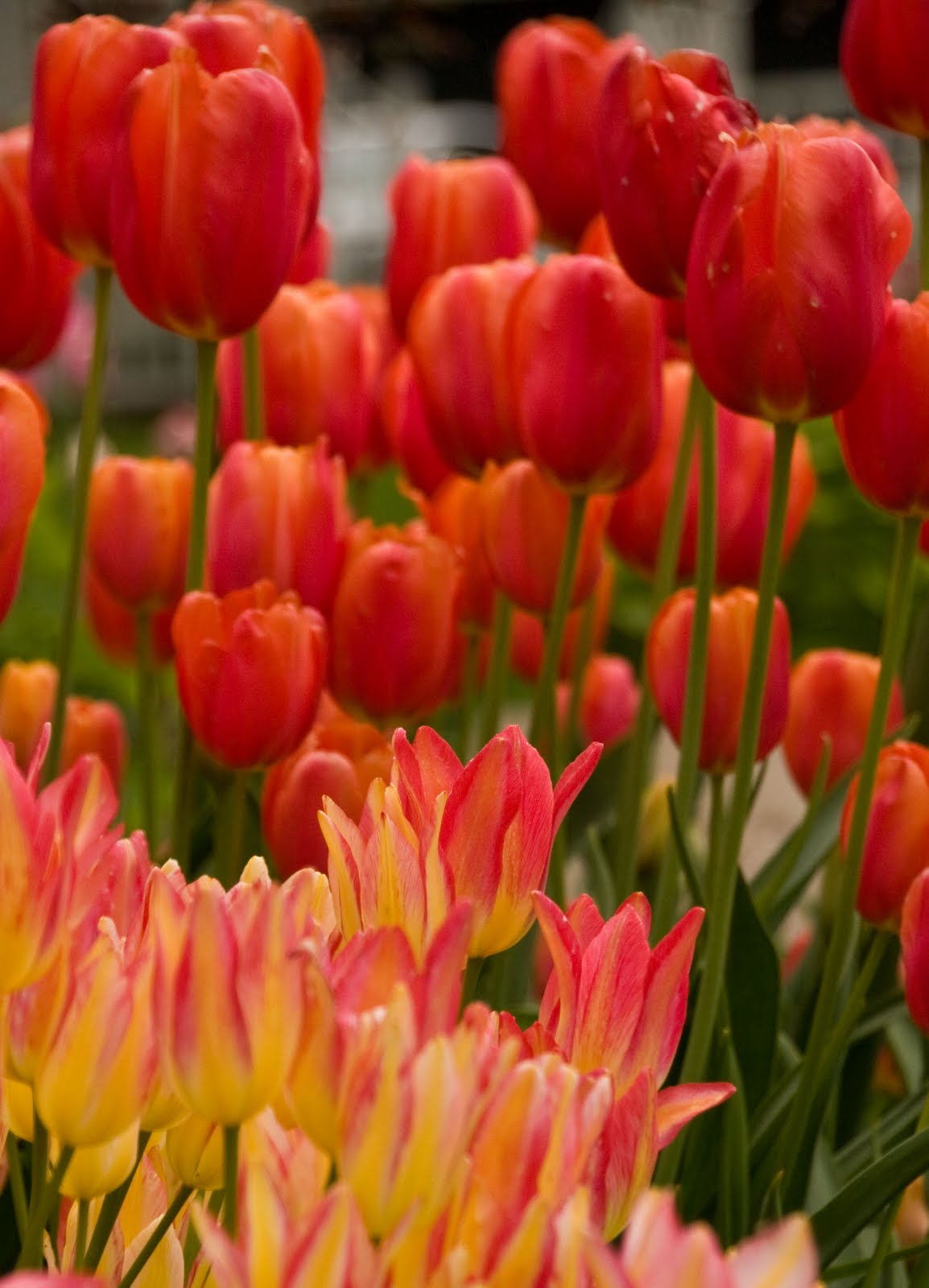 Journey, not destination. Tulip FestivalOrange City, IA