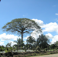 View of the Tree