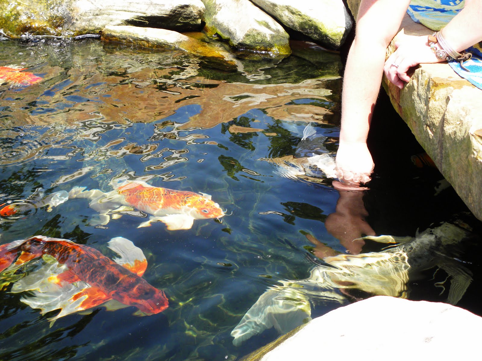koi-pond-pump-operation-2.jpg