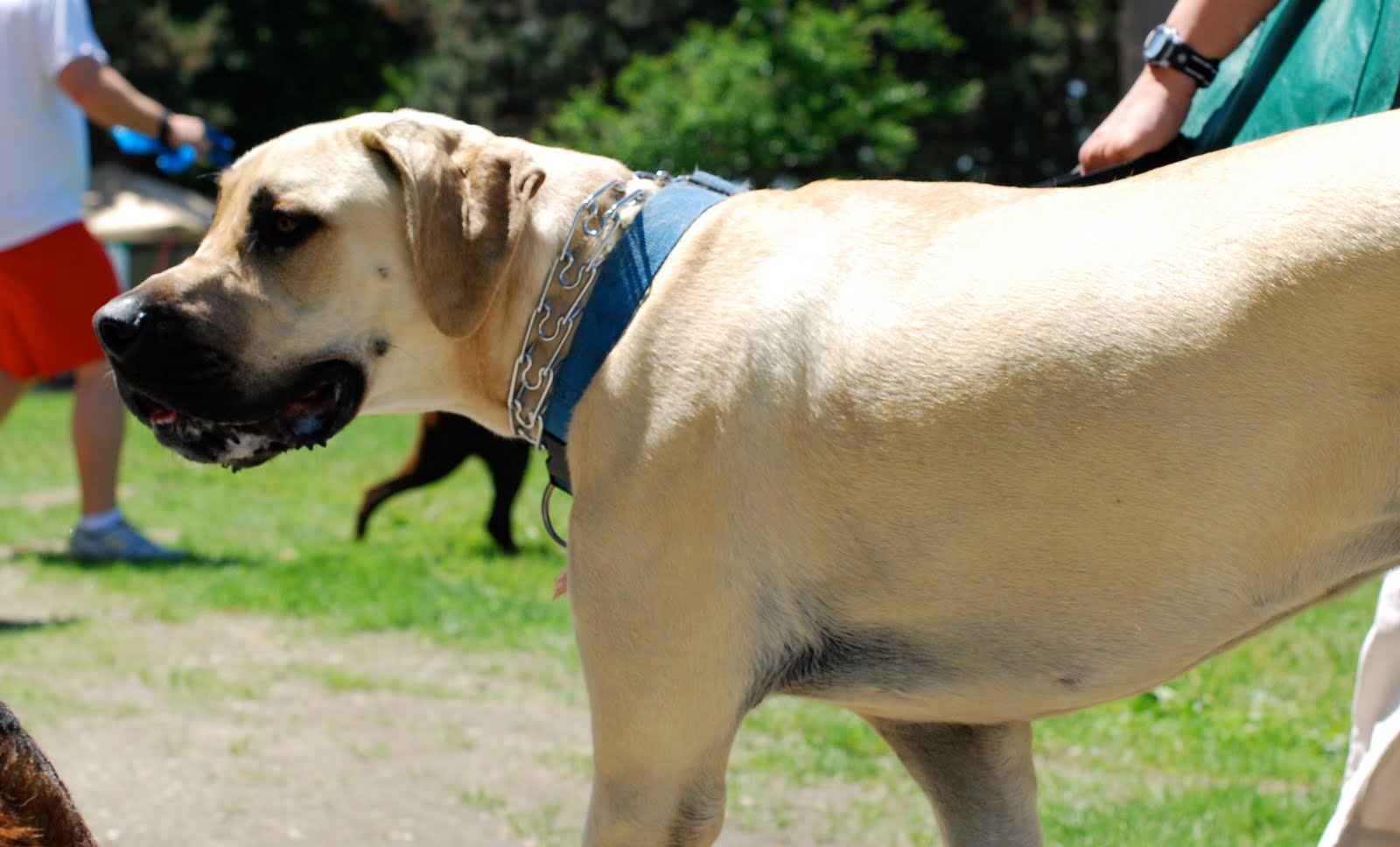 The Homesteading Hussy Dog Dayz