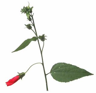 Antibacterial properties of gumamela image