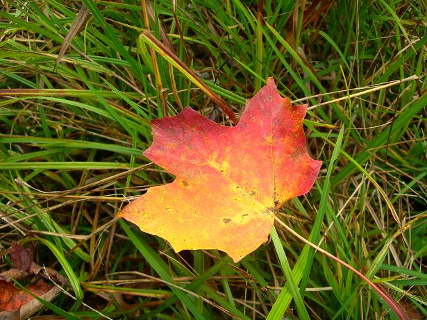[maple+leaf.JPG]